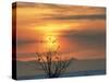 Bald Eagles in Willow Tree at Layton Marshes, Great Salt Lake, Utah, USA-Scott T. Smith-Stretched Canvas