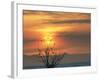 Bald Eagles in Willow Tree at Layton Marshes, Great Salt Lake, Utah, USA-Scott T. Smith-Framed Photographic Print