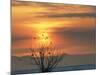 Bald Eagles in Willow Tree at Layton Marshes, Great Salt Lake, Utah, USA-Scott T. Smith-Mounted Photographic Print