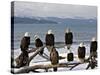 Bald Eagles in Winter, Homer, Alaska-Charles Sleicher-Stretched Canvas