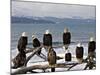 Bald Eagles in Winter, Homer, Alaska-Charles Sleicher-Mounted Photographic Print