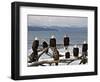 Bald Eagles in Winter, Homer, Alaska-Charles Sleicher-Framed Photographic Print