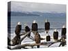 Bald Eagles in Winter, Homer, Alaska-Charles Sleicher-Stretched Canvas