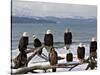 Bald Eagles in Winter, Homer, Alaska-Charles Sleicher-Stretched Canvas