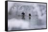 Bald Eagles on the river in the forest covered with snow, Haines, Alaska, USA-Keren Su-Framed Stretched Canvas