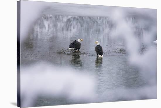 Bald Eagles on the river in the forest covered with snow, Haines, Alaska, USA-Keren Su-Stretched Canvas