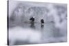 Bald Eagles on the river in the forest covered with snow, Haines, Alaska, USA-Keren Su-Stretched Canvas