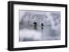 Bald Eagles on the river in the forest covered with snow, Haines, Alaska, USA-Keren Su-Framed Photographic Print