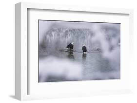 Bald Eagles on the river in the forest covered with snow, Haines, Alaska, USA-Keren Su-Framed Photographic Print