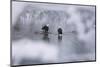 Bald Eagles on the river in the forest covered with snow, Haines, Alaska, USA-Keren Su-Mounted Photographic Print