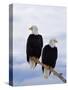 Bald Eagles on Tree Branch-Joe McDonald-Stretched Canvas