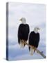 Bald Eagles on Tree Branch-Joe McDonald-Stretched Canvas