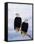 Bald Eagles on Tree Branch-Joe McDonald-Framed Stretched Canvas