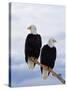 Bald Eagles on Tree Branch-Joe McDonald-Stretched Canvas