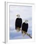 Bald Eagles on Tree Branch-Joe McDonald-Framed Photographic Print