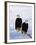 Bald Eagles on Tree Branch-Joe McDonald-Framed Photographic Print