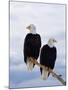 Bald Eagles on Tree Branch-Joe McDonald-Mounted Photographic Print