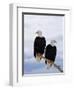 Bald Eagles on Tree Branch-Joe McDonald-Framed Photographic Print