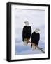 Bald Eagles on Tree Branch-Joe McDonald-Framed Photographic Print