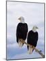 Bald Eagles on Tree Branch-Joe McDonald-Mounted Photographic Print