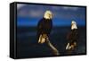 Bald Eagles Perched on a Snag-W. Perry Conway-Framed Stretched Canvas