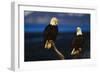 Bald Eagles Perched on a Snag-W. Perry Conway-Framed Photographic Print