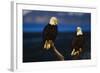 Bald Eagles Perched on a Snag-W. Perry Conway-Framed Photographic Print
