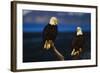 Bald Eagles Perched on a Snag-W. Perry Conway-Framed Photographic Print