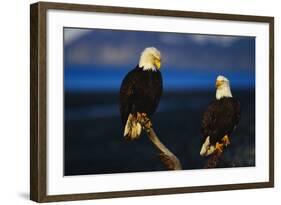 Bald Eagles Perched on a Snag-W. Perry Conway-Framed Photographic Print