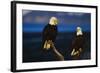 Bald Eagles Perched on a Snag-W. Perry Conway-Framed Photographic Print