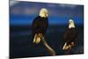 Bald Eagles Perched on a Snag-W. Perry Conway-Mounted Photographic Print