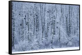 Bald Eagles Perched on Branches-W^ Perry Conway-Framed Stretched Canvas