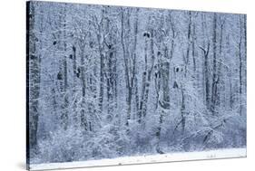 Bald Eagles Perched on Branches-W^ Perry Conway-Stretched Canvas