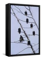 Bald Eagles Perched on Branches-W^ Perry Conway-Framed Stretched Canvas