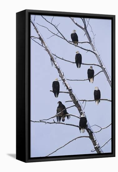 Bald Eagles Perched on Branches-W^ Perry Conway-Framed Stretched Canvas