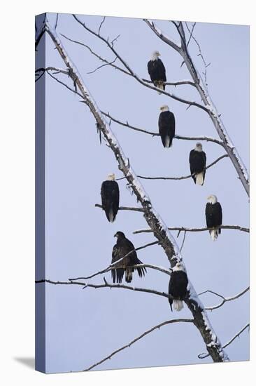 Bald Eagles Perched on Branches-W^ Perry Conway-Stretched Canvas