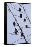 Bald Eagles Perched on Branches-W^ Perry Conway-Framed Stretched Canvas