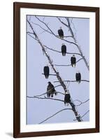 Bald Eagles Perched on Branches-W^ Perry Conway-Framed Premium Photographic Print