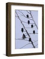Bald Eagles Perched on Branches-W^ Perry Conway-Framed Photographic Print