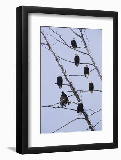 Bald Eagles Perched on Branches-W^ Perry Conway-Framed Photographic Print