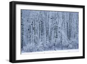 Bald Eagles Perched on Branches-W^ Perry Conway-Framed Photographic Print