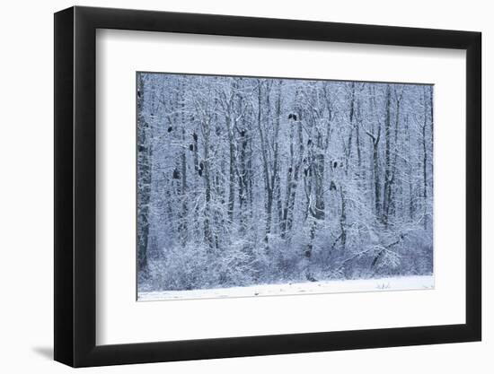 Bald Eagles Perched on Branches-W^ Perry Conway-Framed Photographic Print