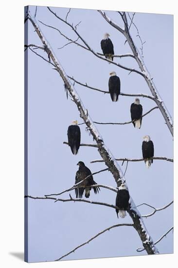 Bald Eagles Perched on Branches-W^ Perry Conway-Stretched Canvas