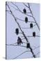 Bald Eagles Perched on Branches-W^ Perry Conway-Stretched Canvas