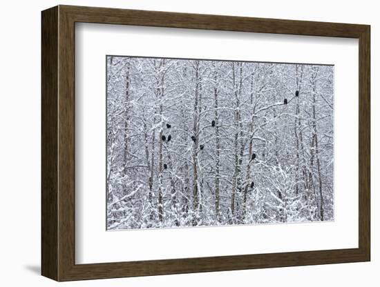 Bald Eagles perched on trees covered with snow, Haines, Alaska, USA-Keren Su-Framed Photographic Print