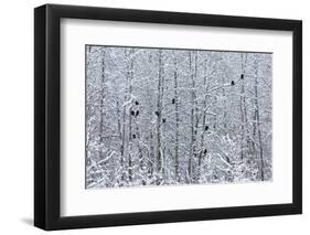 Bald Eagles perched on trees covered with snow, Haines, Alaska, USA-Keren Su-Framed Photographic Print