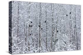 Bald Eagles perched on trees covered with snow, Haines, Alaska, USA-Keren Su-Stretched Canvas