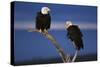 Bald Eagles Perching-W. Perry Conway-Stretched Canvas
