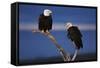 Bald Eagles Perching-W. Perry Conway-Framed Stretched Canvas