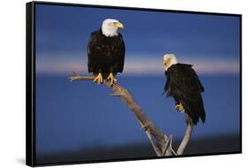 Bald Eagles Perching-W. Perry Conway-Framed Stretched Canvas